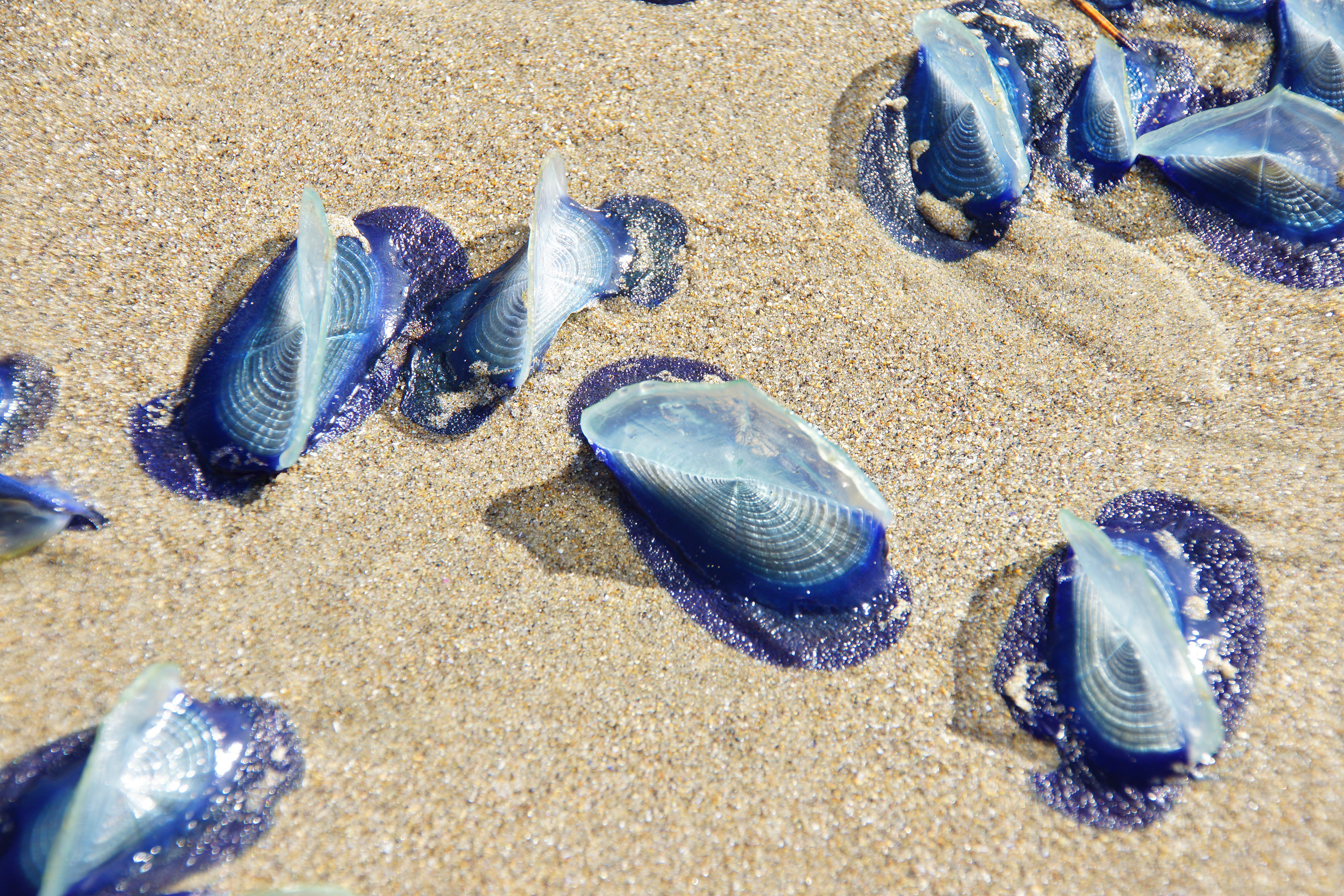 Mii de creaturi albastre misterioase au eșuat pe o plajă. Înțeapă precum meduzele, dar sunt clone