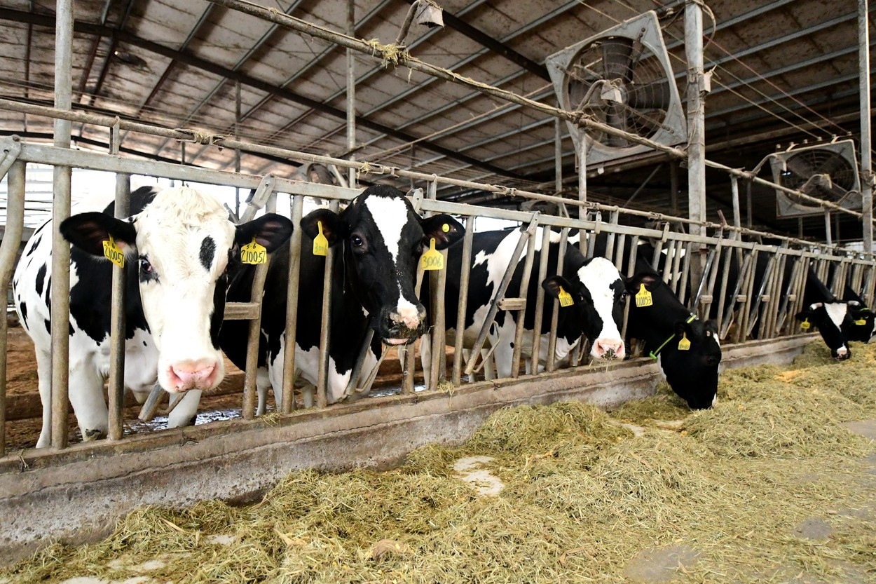 Explozie urmată de un incendiu la o fermă din Texas. 18.000 de vaci au murit | VIDEO