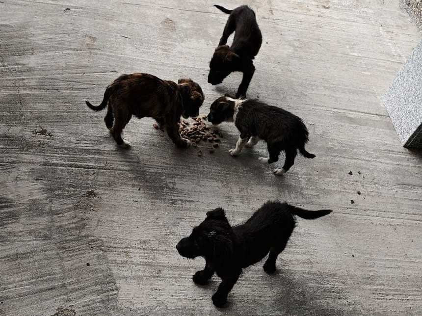 Amendă de 12.000 de lei pentru un bărbat care a abandonat pe stradă patru cățeluși