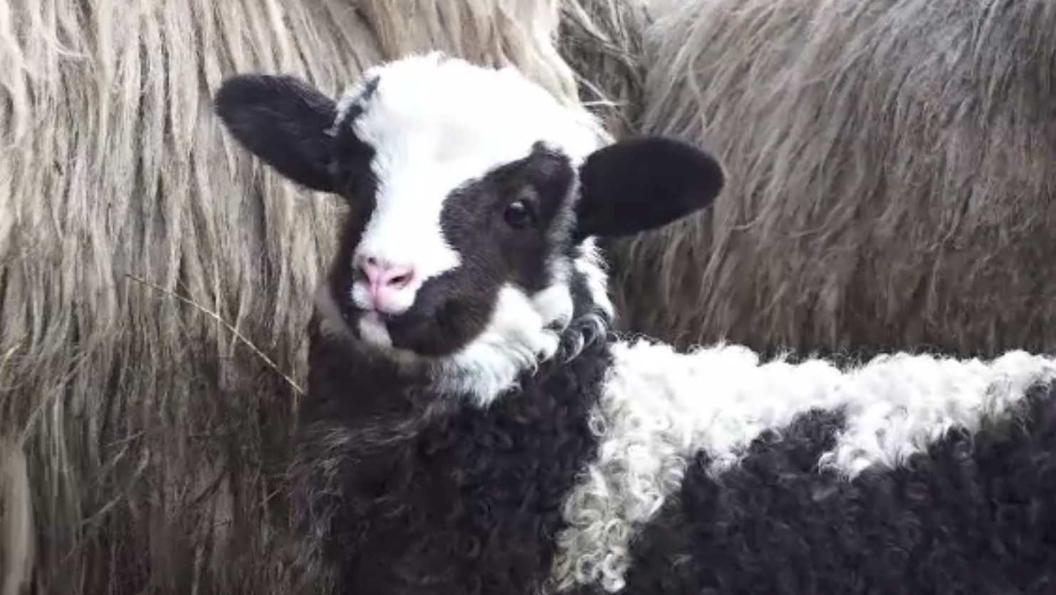 Vânzătorii au rămas cu miei nevânduți în piețe, pentru că nu au scăzut prețurile