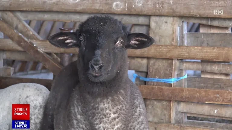 Vânzătorii au rămas cu miei nevânduți în piețe, pentru că nu au scăzut prețurile