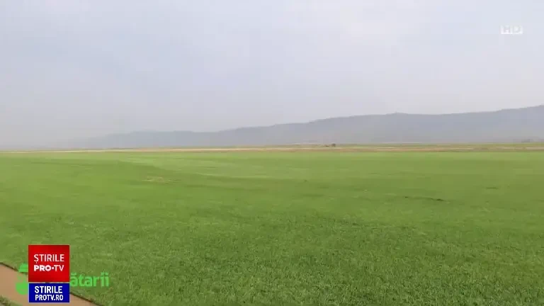 România importă flori și arbori de sute de milioane € anual. Amenajarea unei grădini de 200 mp poate costa 10.000 €