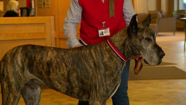 Doi câini ajută medicii de la un spital din SUA. Fac terapie cu pacienţii care au nevoie să se relaxeze