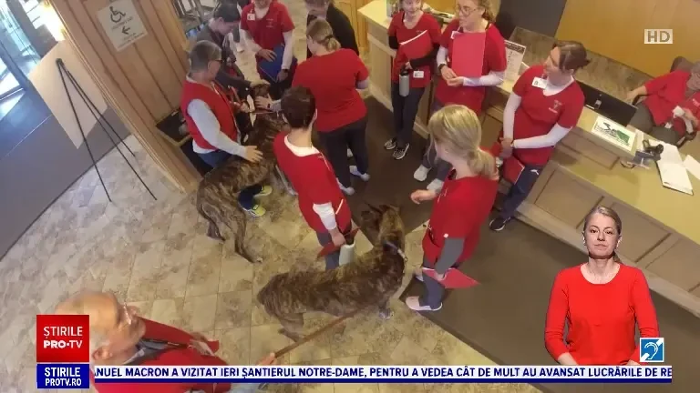 Doi câini ajută medicii de la un spital din SUA. Fac terapie cu pacienţii care au nevoie să se relaxeze