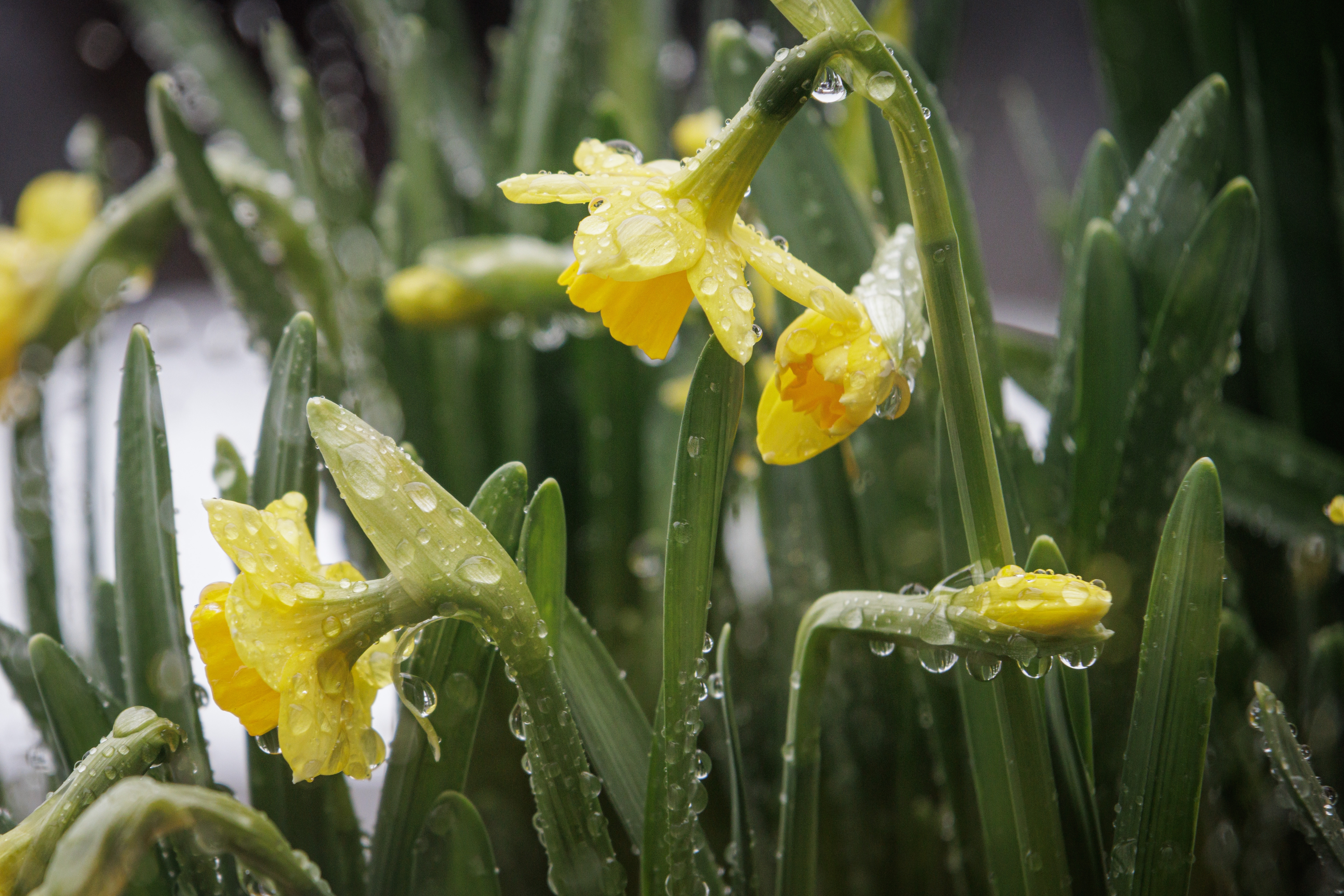 Vremea azi, 13 mai. Maximele ajung la 22 de grade. Zonele în care va continua să ploua