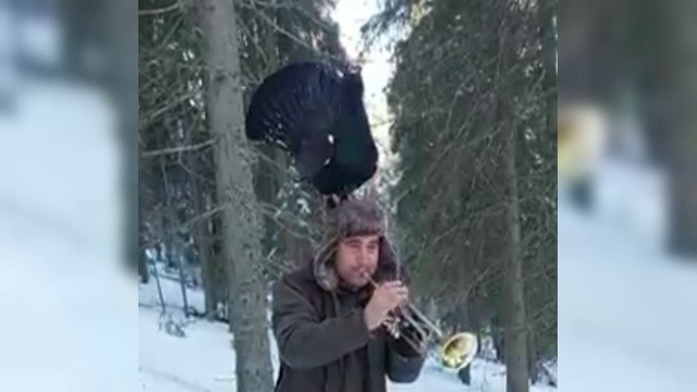 Imaginile din Călimani care fac senzație. Un bărbat cântă la trompetă cu un cocoș de munte pe cap, care-l acompaniază