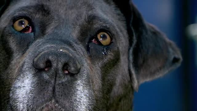 Tot mai mulți români își abandonează animalele de casă, din cauza costurilor ridicate de întreținere