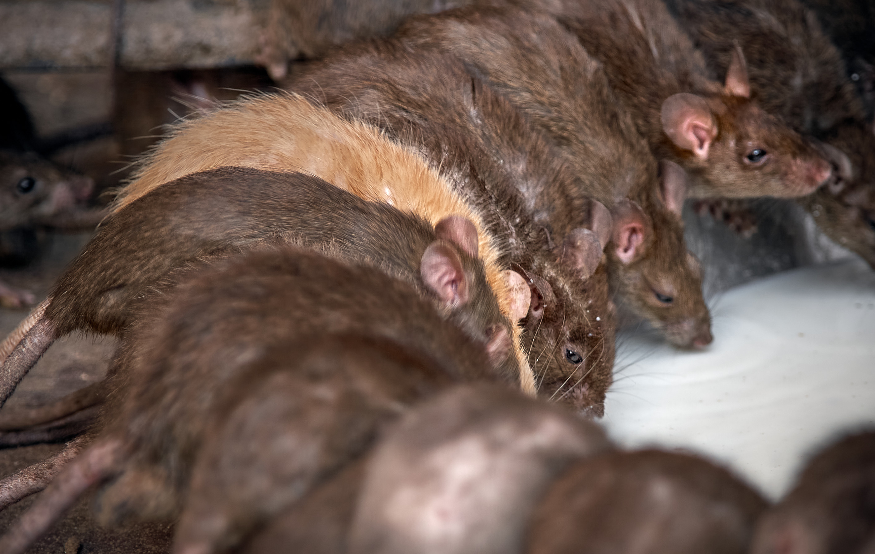 Bătaie cu șobolani morți și vopsiți în roșu, la un meci. Pe un banner scria „Deratizarea”