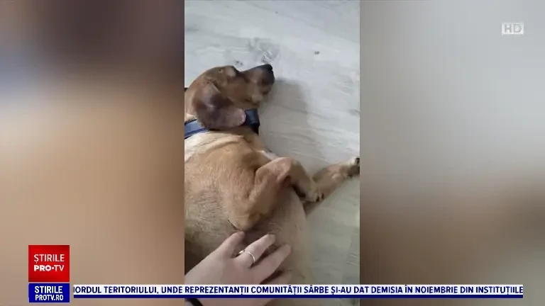 Tot mai mulți români își abandonează animalele de casă, din cauza costurilor ridicate de întreținere