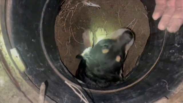 Momentul în care patru căței blocați într-o scurgere pluvială sunt salvați de pompieri | VIDEO