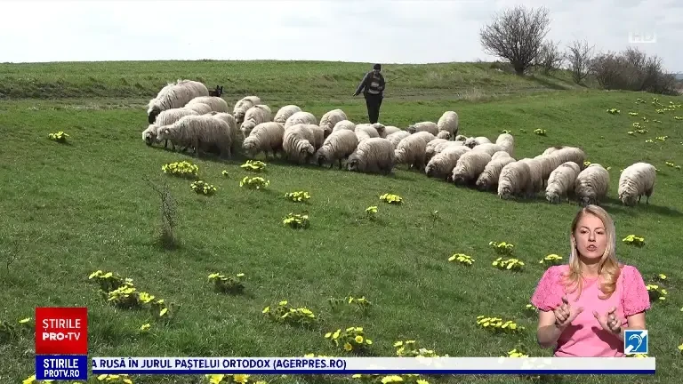 Bujorul galben, sau floarea Paștelui, pe dealurile de la Sânpetru de Câmpie. Covorul spectaculos atrage tot mai mulți turiști