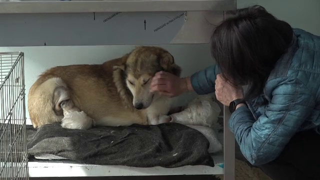 „A fost o minune că a venit la noi”. Drama lui Sandu, un câine găsit pe marginea drumului, cu toate picioarele tăiate