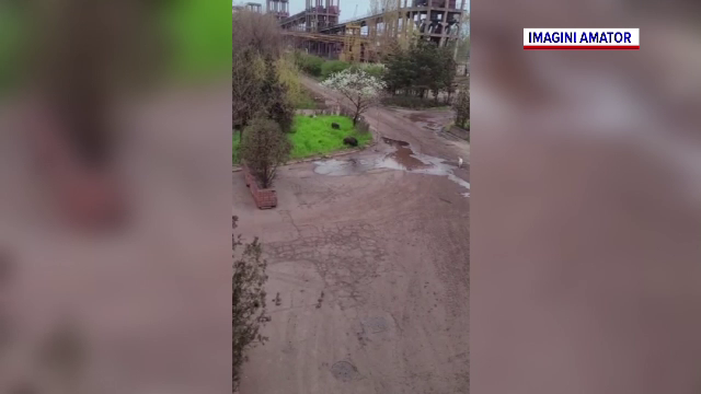 O turmă de porci mistreți, filmată de muncitori în Portul Constanța. Recomandările autorităților
