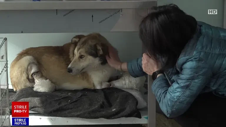 „A fost o minune că a venit la noi”. Drama lui Sandu, un câine găsit pe marginea drumului, cu toate picioarele tăiate