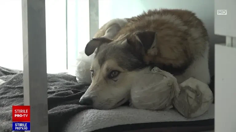 „A fost o minune că a venit la noi”. Drama lui Sandu, un câine găsit pe marginea drumului, cu toate picioarele tăiate