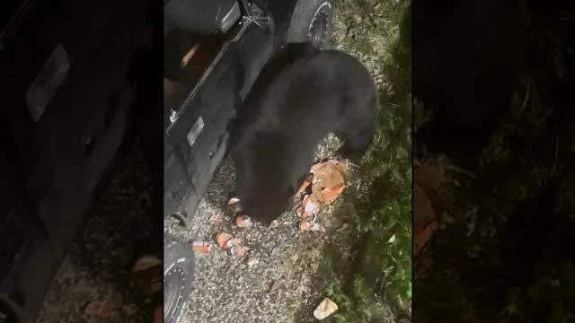 Un urs a spart o mașină și a băut aproape 70 de doze de suc