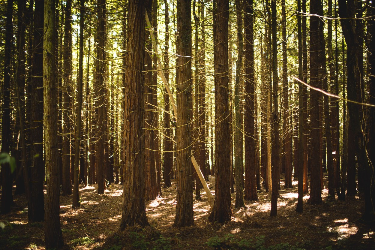 Un bărbat dat dispărut la sfârșitul lui august a fost găsit mort într-o pădure, lângă Călimănești