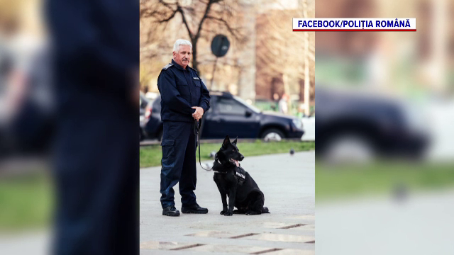 Câinii Poliției Române ar putea face parte dintr-o structură nouă numită „Poliția Canină”. Care este motivul