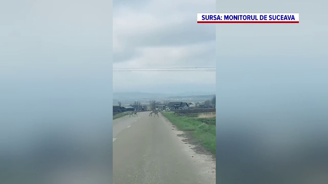 Apariție mai puțin obișnuită pe o șosea din Suceava. Șapte căprioare au fost surprinse în timp ce treceau strada