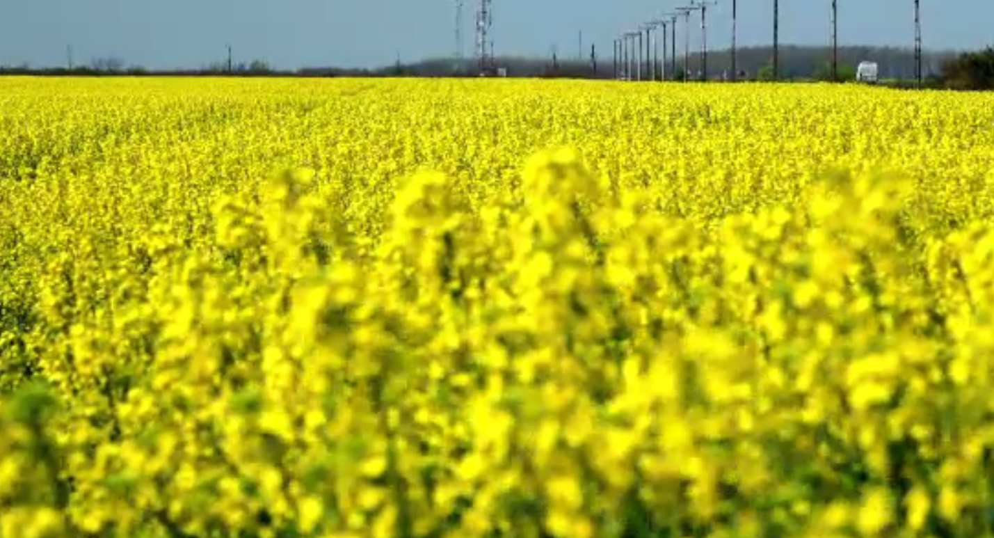 Vești bune pentru agricultori: ploile de primăvară au atenuat seceta și se așteaptă recolte bogate