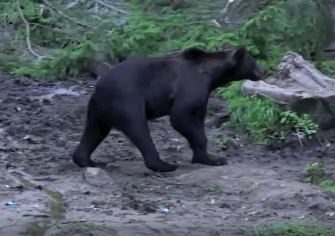 Teroare într-o comună sibiană. Nici măcar gardurile electrice nu-l împiedică pe un urs să ucidă animalele oamenilor