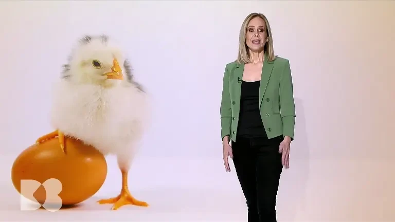 Care sunt diferențele între ouăle de țară și cele de la găini crescute în hale