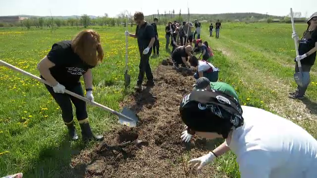 Aproximativ 2.000 de copaci au fost plantați în zona în care campează, an de an, fanii Electric Castle