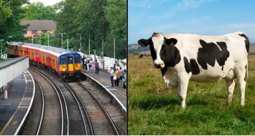 Un pensionar ghinionist a fost ucis de ”o vacă zburătoare”, lovită de un tren, care ulterior a aterizat fix pe bărbat