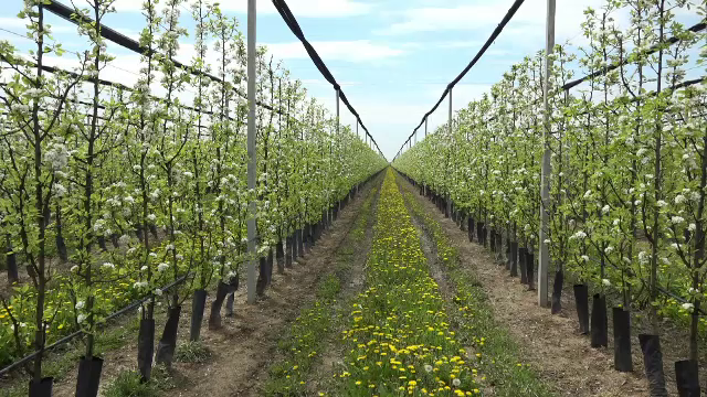 Bani europeni pentru plantarea pomilor fructiferi. Întreprinzătorii au primit peste 300 de milioane de euro în ultimii ani