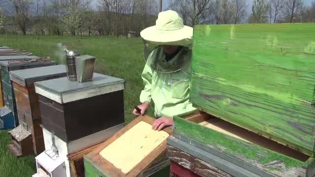 Pierdere uriașă pentru aplicultori. Vremea extrem de rece de la începutul primăverii a ucis tot mai multe albine în România