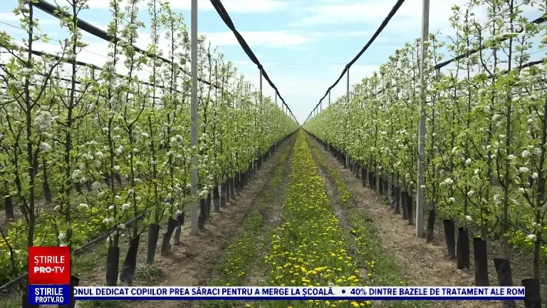 Bani europeni pentru plantarea pomilor fructiferi. Întreprinzătorii au primit peste 300 de milioane de euro în ultimii ani