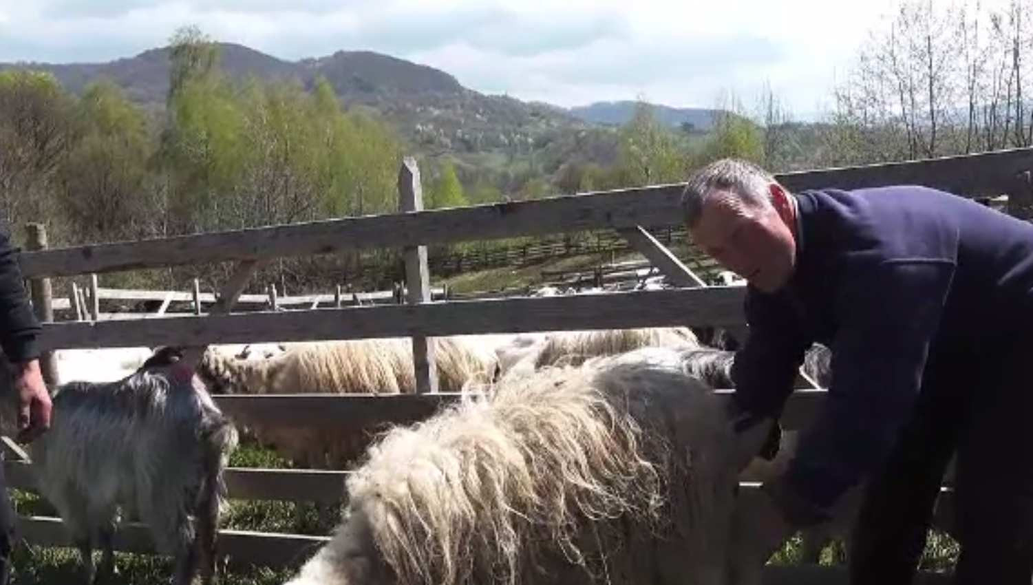 A început „măsuratul oilor” pe Valea Gurghiului. Ce reprezintă tradiția