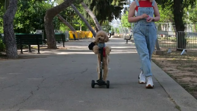 Un cățel care merge pe trotinetă a devenit vedetă în Tel Aviv. Îl cheamă Tommy și se plimbă cu un rucsac în spate