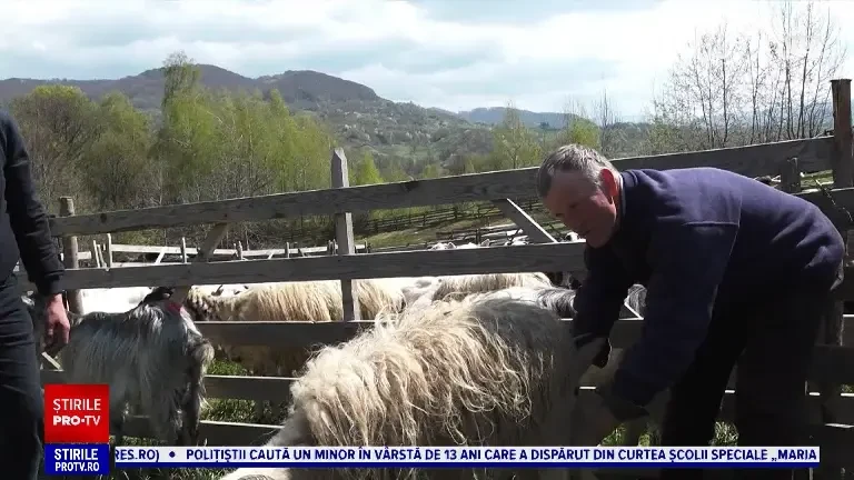 A început „măsuratul oilor” pe Valea Gurghiului. Ce reprezintă tradiția