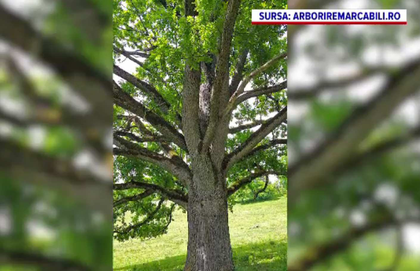 Arborii remarcabili, de acum protejați de lege. Criteriile de stabilire pentru aceștia