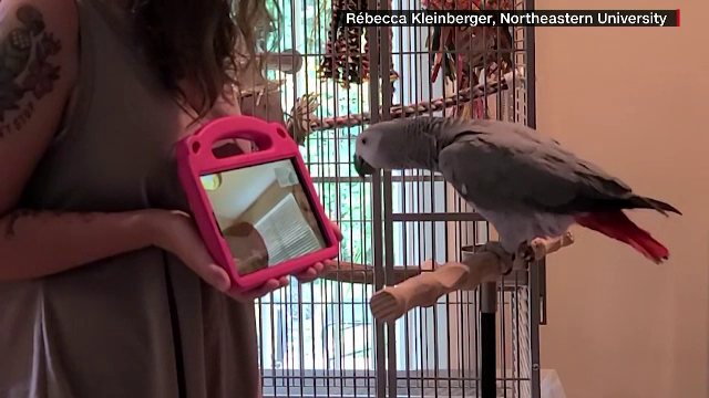 „Tinder” pentru papagali. Cum funcționează aplicația