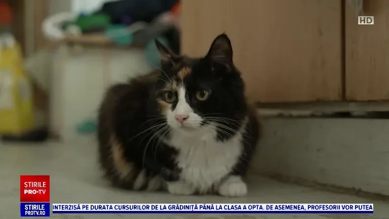 O pisică din Marea Britanie și-a salvat stăpâna, care suferă de diabet. Cum a reușit