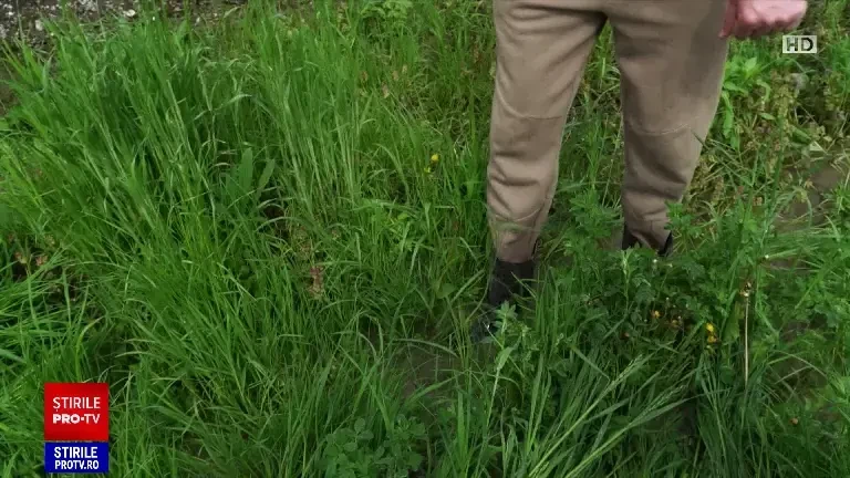 Cod roșu de inundații pe râul Bârzava, în Timiș. Mesaj RO-Alert trimis localnicilor din Gătaia