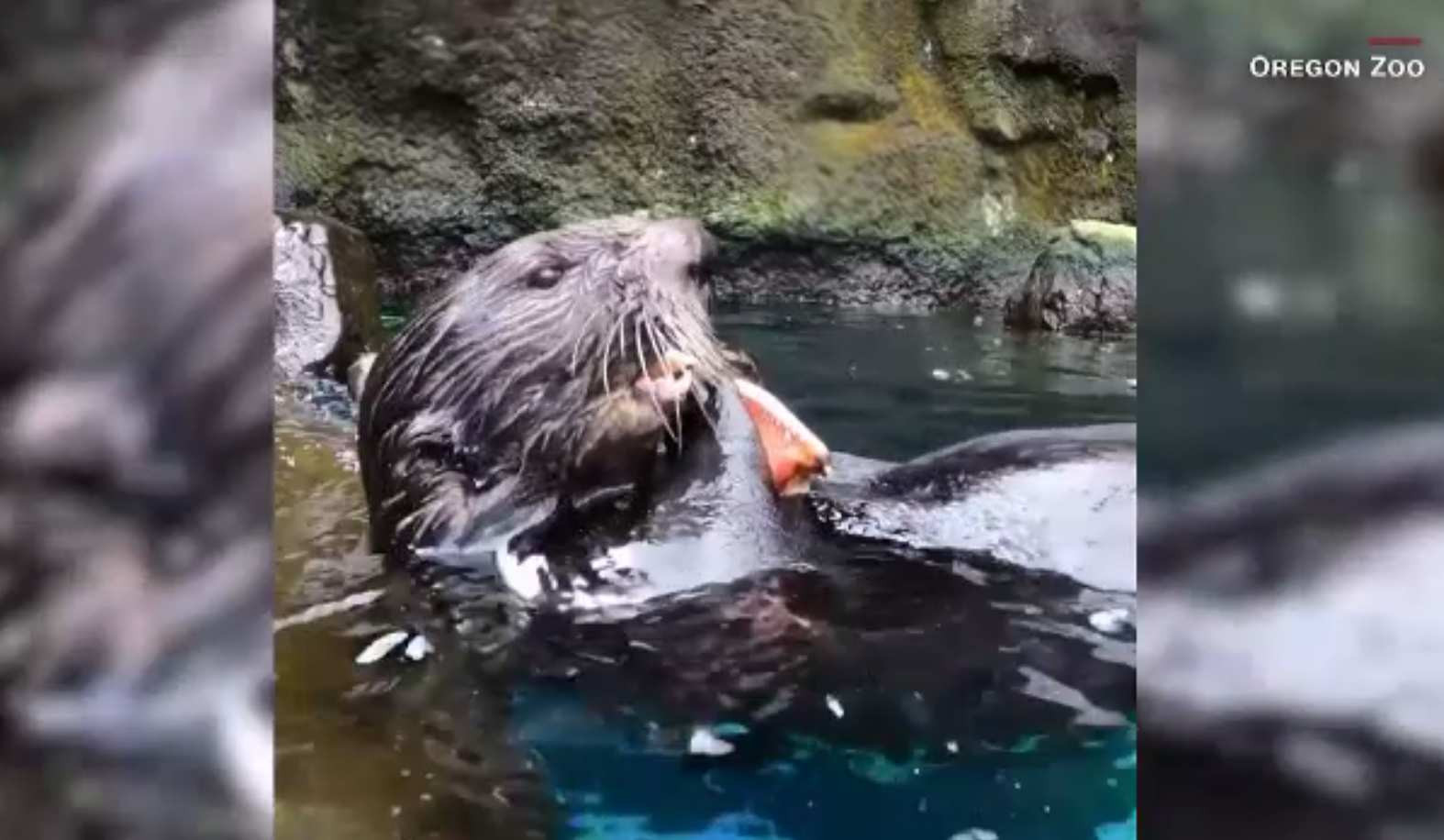 Spectacol cu un grup de vidre la zoo. Cum au reacționat când au primi crabi la masă