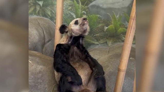 Locuitorii din Beijing, nemulțumiți de starea în care se află Ya Ya, un panda oferit de China americanilor | VIDEO