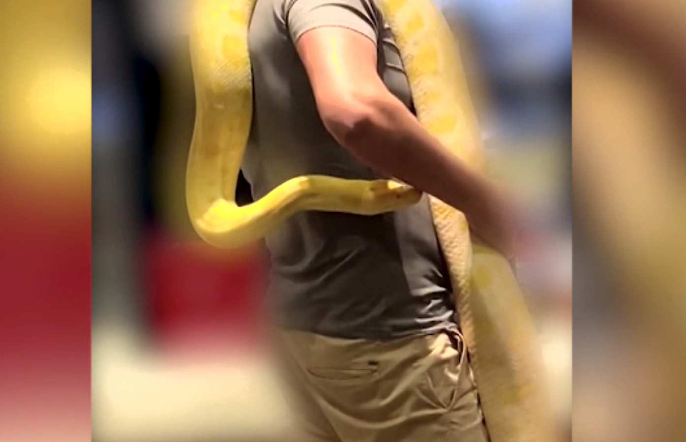 Mărturisirea bărbatului care a intrat cu șarpele „Carmen” în restaurant. De ce nu l-a lăsat în mașină