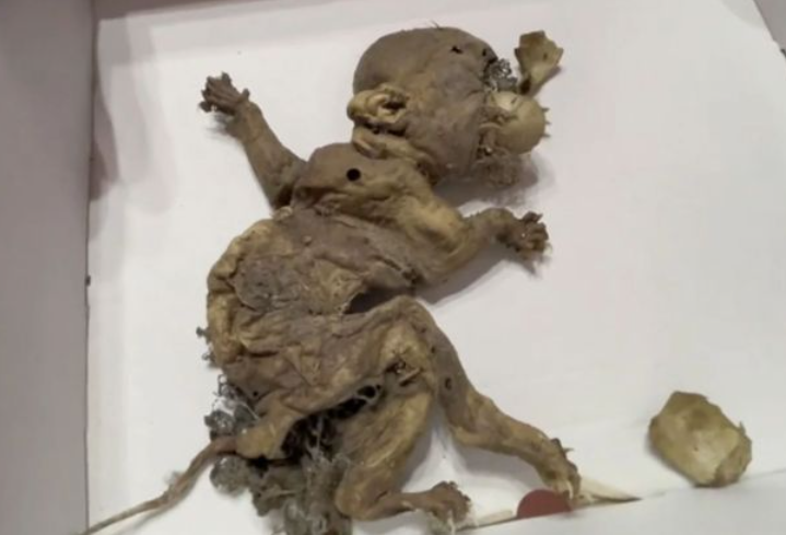 „Spiridușul” înfiorător cu gheare și coadă îi îngrozește pe locuitorii unui oraș istoric. Unde a fost găsită ”creatura”