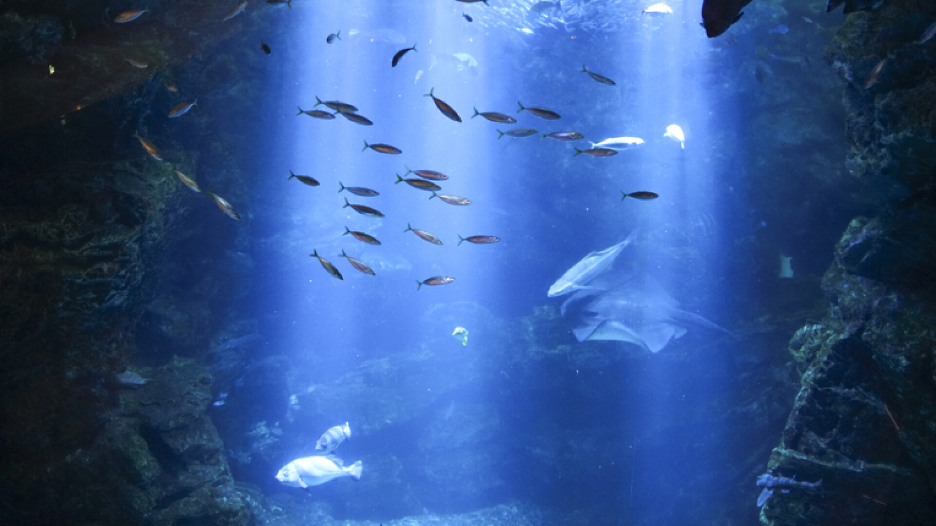 Un proiect ambițios: În câțiva ani, oamenii ar putea locui și munci în adâncul oceanelor