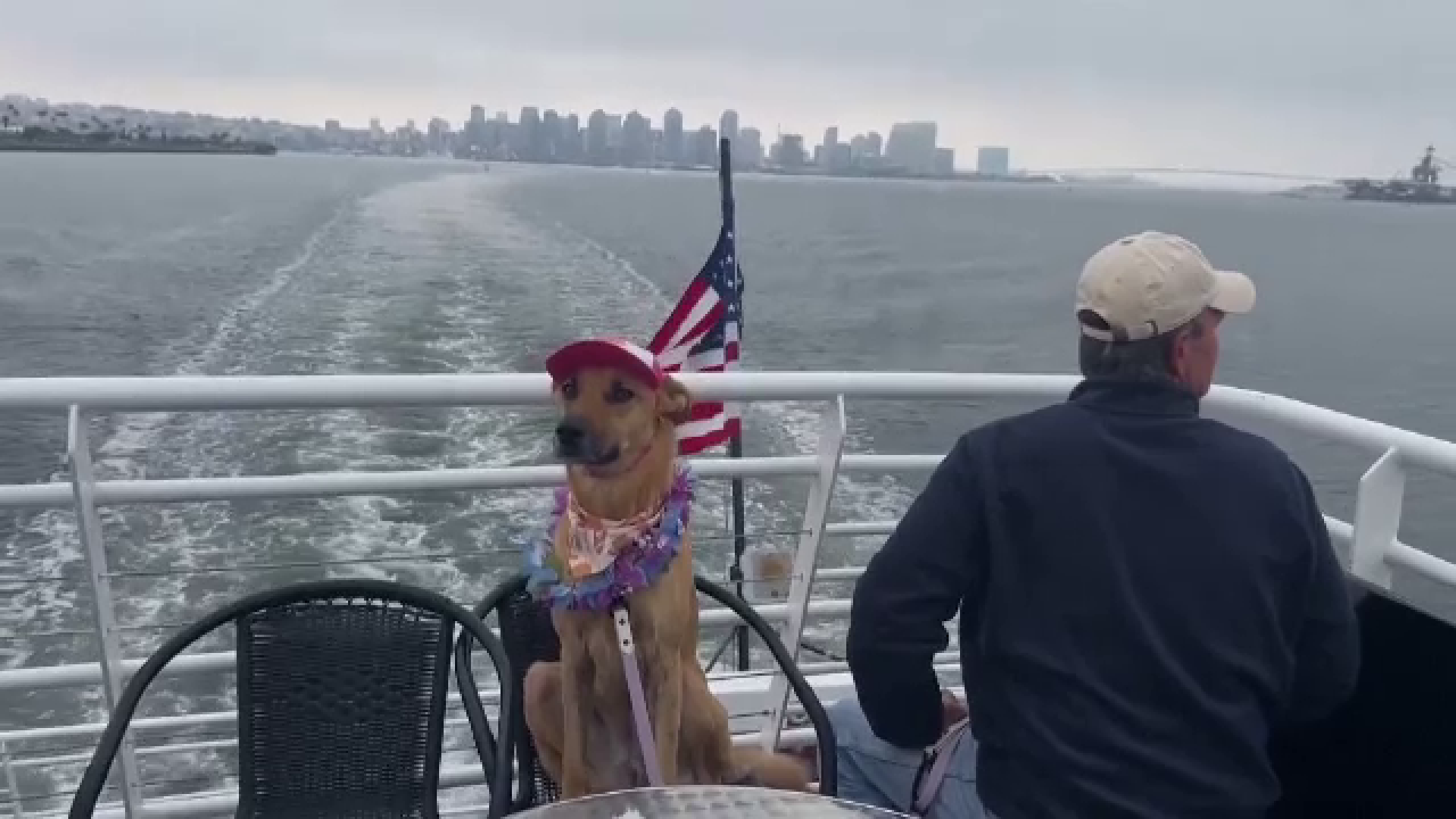 Croazieră dedicată cățeilor. Animăluțele au fost îmbrăcate festiv și s-au distrat la bordul vasului