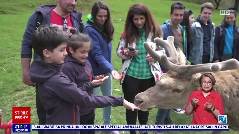Turiștii au luat la pas Valea Avrigului și Poiana Neamțului, de lângă Sibiu. „Prima dată când vedem cerbii așa de aproape”