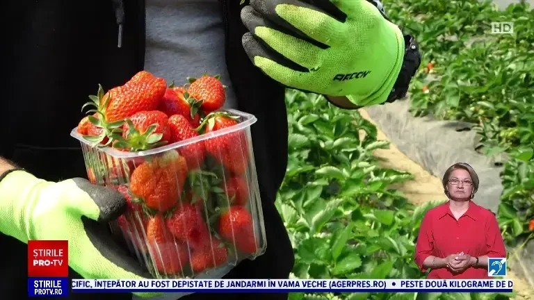 Căpșunele românești au „înroșit” solariile din județul Satu Mare. „Le oferim clienţilor posibilitatea să culeagă chiar ei”