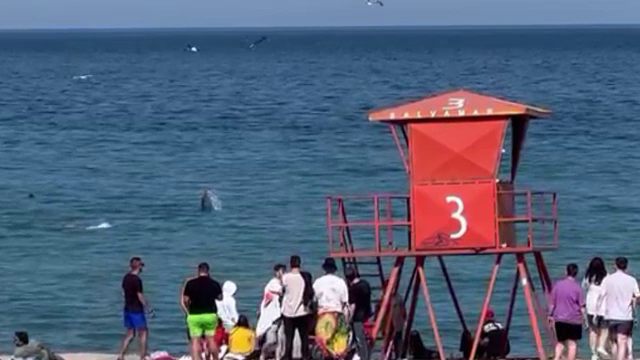 Imagini rare pe litoral. Cinci delfini au făcut spectacol pe plaja din Vama Veche, spre încântarea turiștilor