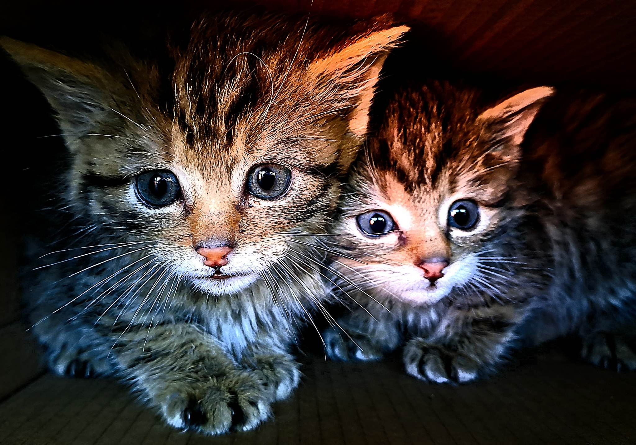 Creaturile găsite de turiști pe un traseu din Făgăraș. Au crezut că sunt niște pisicuțe obișnuite, însă au avut o surpriză