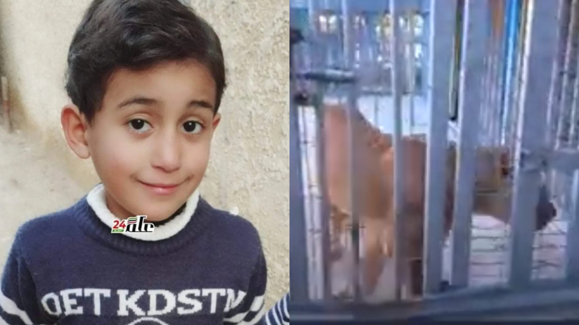 Un copil a fost sfâșiat și mâncat de viu de un leu, după ce a rămas blocat între gratiile cuștii în care se afla animalul