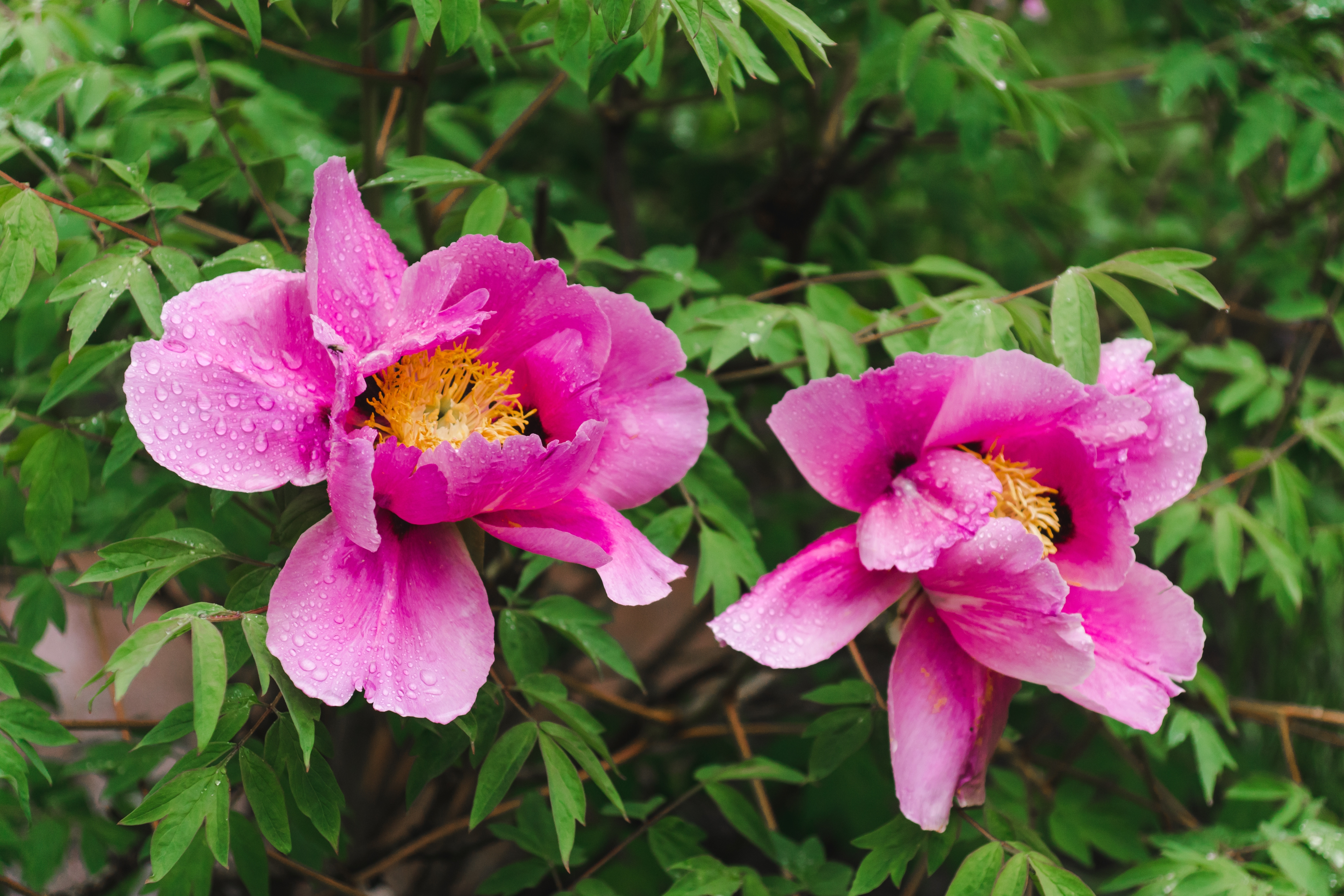 Vremea azi, 30 mai. Temperaturile se mențin ridicate, dar ploile continuă în vest